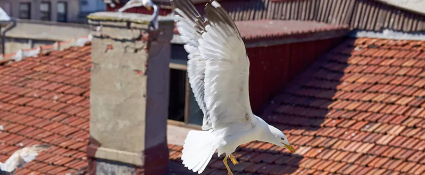 Residential Chimney Animal Removal Solution in Bryant, AR